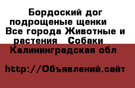 Бордоский дог подрощеные щенки.  - Все города Животные и растения » Собаки   . Калининградская обл.